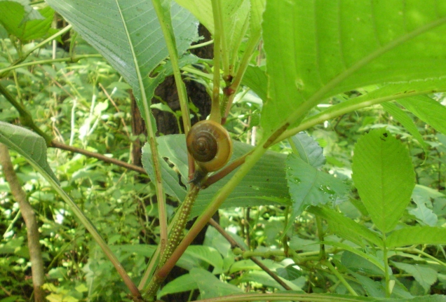 Hidden snail