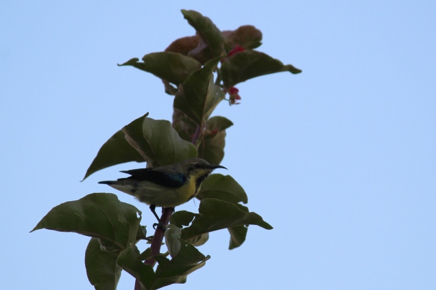 Purple Sunbird, male (Location: Mirdif)