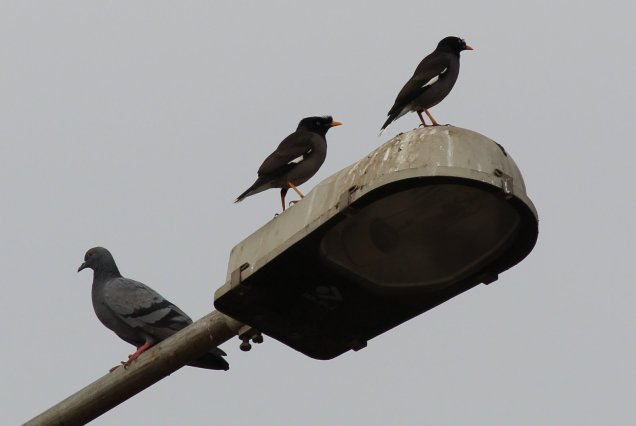 Blue Rock Pigeon with a pair of Jungle Mynas