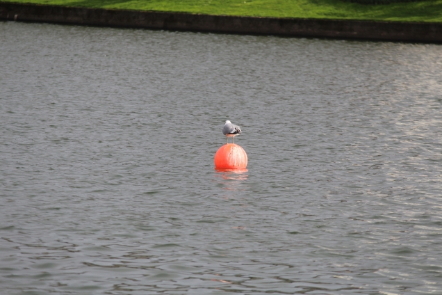 Herring on buoy