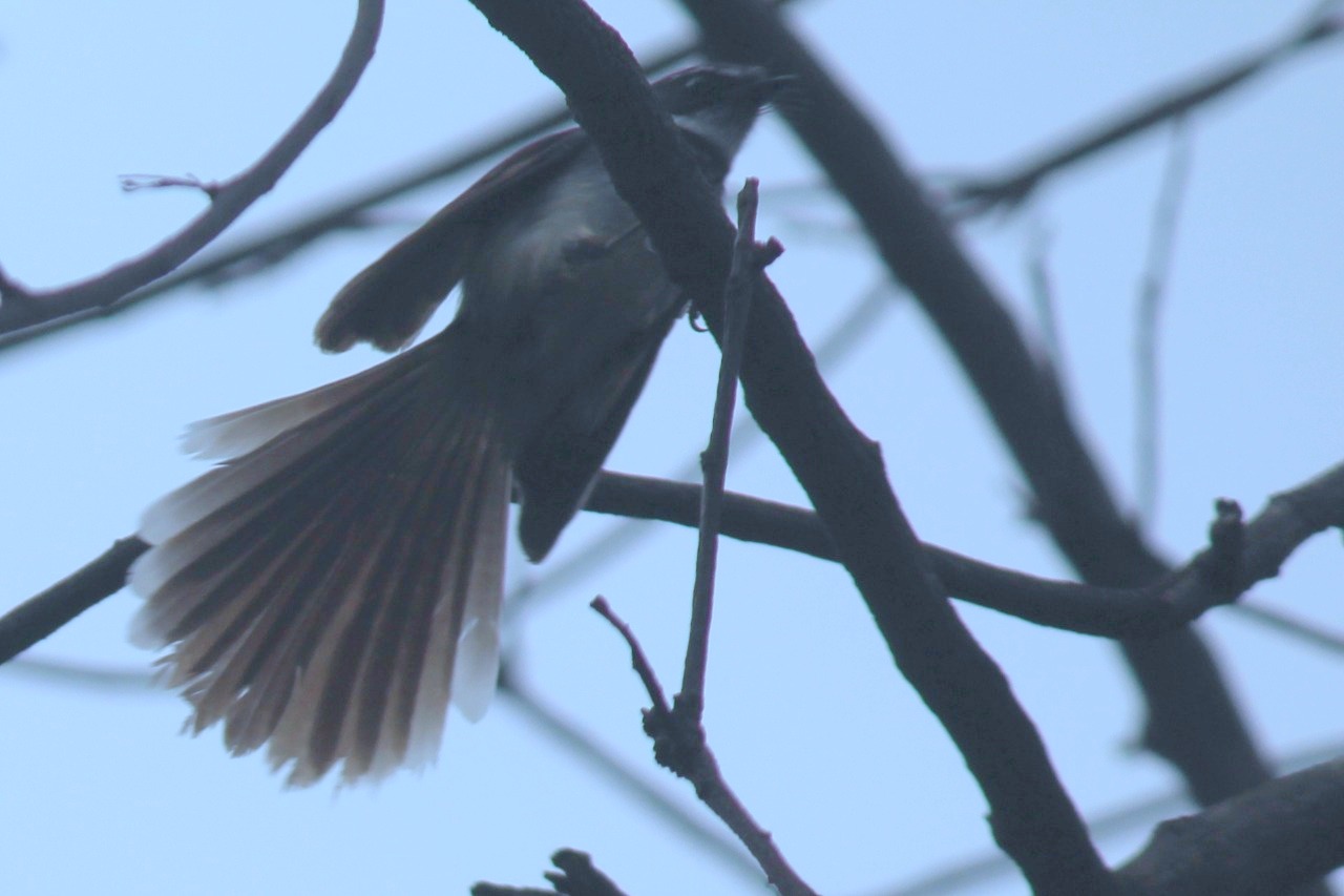 fan of the spot-breasted fantail