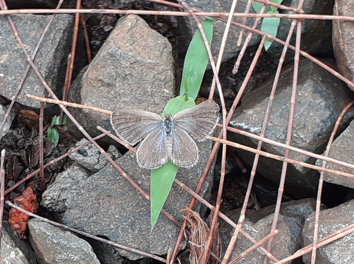 Dark Grass Blue butterfly